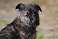 Bouvier des Ardennes / Bild 55 von 165 / 27.02.2016 12:28 / DSC_5637.JPG