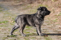 Bouvier des Ardennes / Bild 53 von 165 / 27.02.2016 12:29 / DSC_5676.JPG