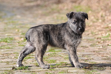 Bouvier des Ardennes / Bild 52 von 165 / 27.02.2016 12:29 / DSC_5683.JPG