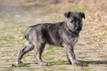 Bouvier des Ardennes / Bild 52 von 165 / 27.02.2016 12:29 / DSC_5683.JPG