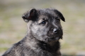 Bouvier des Ardennes / Bild 50 von 165 / 27.02.2016 12:32 / DSC_5732.JPG