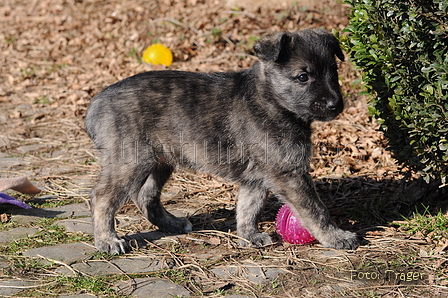 Bouvier des Ardennes / Bild 49 von 165 / 27.02.2016 12:32 / DSC_5747.JPG