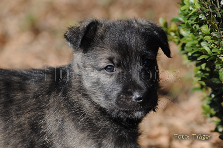 Bouvier des Ardennes / Bild 48 von 165 / 27.02.2016 12:32 / DSC_5752.JPG