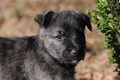 Bouvier des Ardennes / Bild 48 von 165 / 27.02.2016 12:32 / DSC_5752.JPG