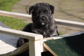 Bouvier des Ardennes / Bild 47 von 165 / 27.02.2016 12:33 / DSC_5762.JPG