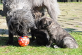 Bouvier des Ardennes / Bild 46 von 165 / 27.02.2016 12:33 / DSC_5772.JPG