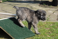 Bouvier des Ardennes / Bild 45 von 165 / 27.02.2016 12:34 / DSC_5809.JPG