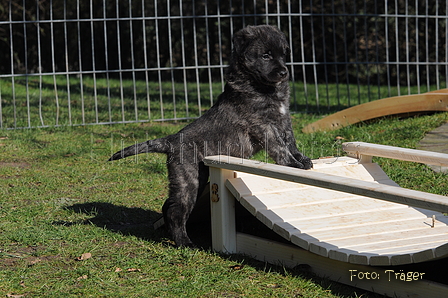 Bouvier des Ardennes / Bild 44 von 165 / 27.02.2016 12:35 / DSC_5820.JPG