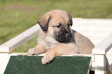 Bouvier des Ardennes / Bild 42 von 165 / 27.02.2016 12:38 / DSC_5873.JPG