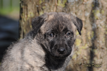 Bouvier des Ardennes / Bild 41 von 165 / 27.02.2016 12:40 / DSC_5895.JPG