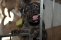 Bouvier des Ardennes / Bild 39 von 165 / 27.02.2016 15:24 / DSC_7575.JPG