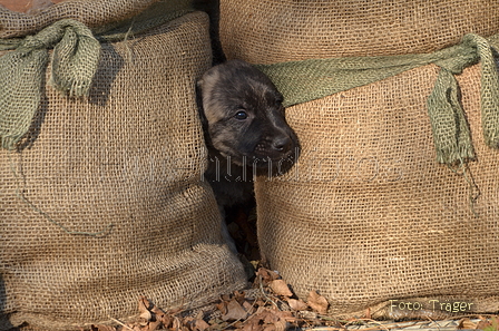 Bouvier des Ardennes / Bild 35 von 165 / 27.02.2016 15:43 / DSC_7650.JPG