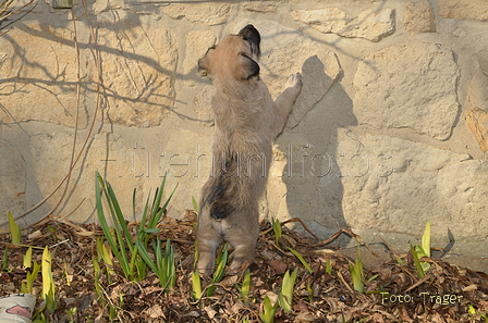 Bouvier des Ardennes / Bild 33 von 165 / 27.02.2016 15:47 / DSC_7716.JPG