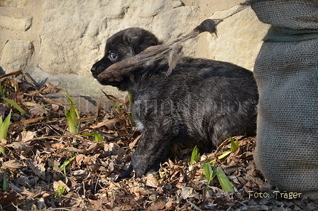 Bouvier des Ardennes / Bild 32 von 165 / 27.02.2016 15:48 / DSC_7733.JPG