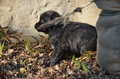 Bouvier des Ardennes / Bild 32 von 165 / 27.02.2016 15:48 / DSC_7733.JPG