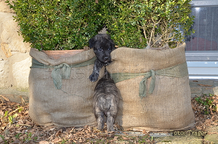 Bouvier des Ardennes / Bild 31 von 165 / 27.02.2016 15:49 / DSC_7754.JPG