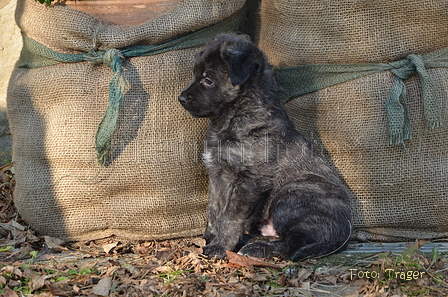 Bouvier des Ardennes / Bild 30 von 165 / 27.02.2016 15:54 / DSC_7835.JPG