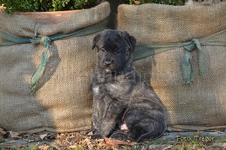 Bouvier des Ardennes / Bild 29 von 165 / 27.02.2016 15:54 / DSC_7839.JPG