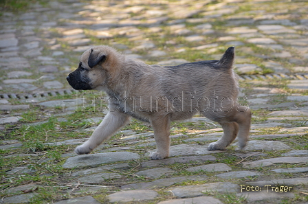 Bouvier des Ardennes / Bild 28 von 165 / 27.02.2016 15:54 / DSC_7850.JPG