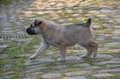 Bouvier des Ardennes / Bild 28 von 165 / 27.02.2016 15:54 / DSC_7850.JPG