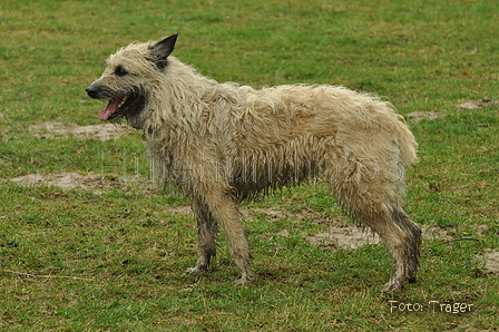 Bouvier des Ardennes / Bild 25 von 165 / 10.03.2019 11:31 / DSC_2693.JPG