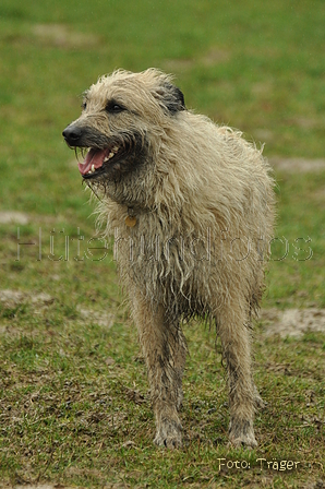 Bouvier des Ardennes / Bild 24 von 165 / 10.03.2019 11:32 / DSC_2706.JPG