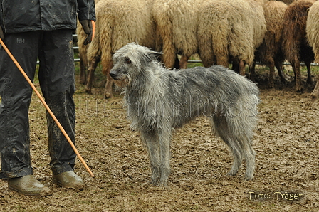 Bouvier des Ardennes / Bild 19 von 165 / 10.03.2019 12:40 / DSC_3337.JPG