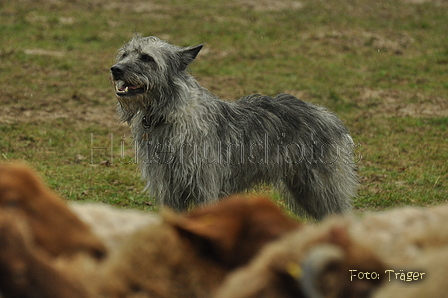 Bouvier des Ardennes / Bild 18 von 165 / 10.03.2019 12:47 / DSC_3390.JPG