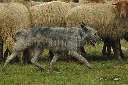 Bouvier des Ardennes / Bild 14 von 165 / 10.03.2019 12:56 / DSC_3527.JPG