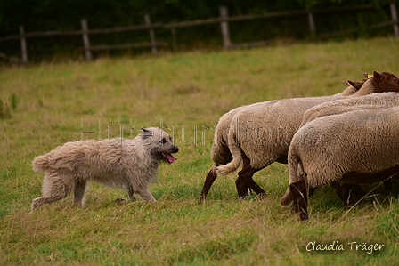 Bouvier des Ardennes / Bild 5 von 165 / 09.08.2021 15:06 / DSC_2056.JPG