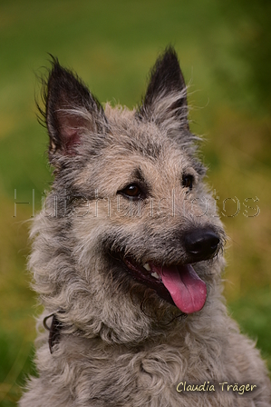 Bouvier des Ardennes / Bild 1 von 165 / 09.08.2021 16:00 / DSC_2659.JPG