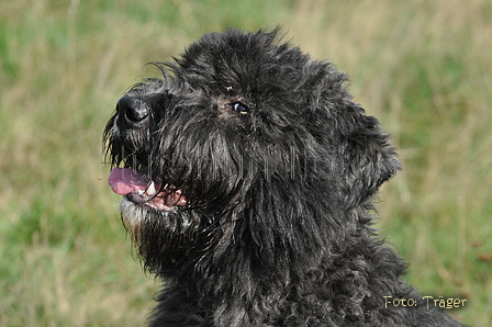 Bouvier des Flandres / Bild 12 von 15 / 22.10.2013 11:20 / DSC_1641.JPG