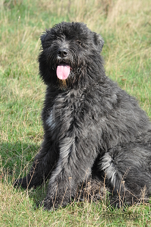 Bouvier des Flandres / Bild 10 von 15 / 22.10.2013 11:20 / DSC_1652.JPG