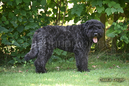 Bouvier des Flandres / Bild 5 von 15 / 02.08.2022 11:45 / DSC_7780.JPG