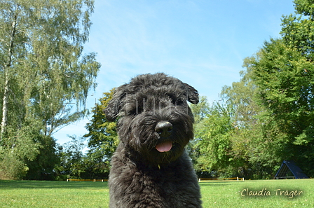 Bouvier des Flandres / Bild 1 von 15 / 02.08.2022 12:03 / DSC_8351.JPG