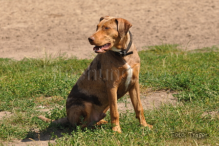 Louisiana Catahoula Leopard Dog / Bild 2 von 4 / 09.08.2015 12:43 / DSC_0985.JPG