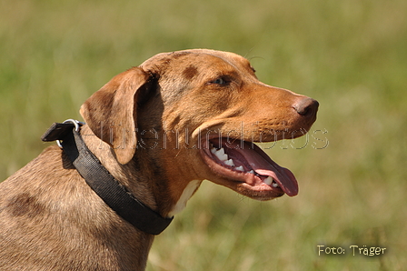 Louisiana Catahoula Leopard Dog / Bild 1 von 4 / 09.08.2015 12:50 / DSC_1085.JPG