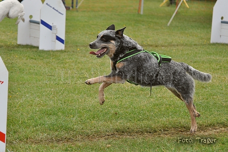 Australian Cattle Dog / Bild 22 von 24 / 15.05.2011 17:52 / DSC_2720.JPG