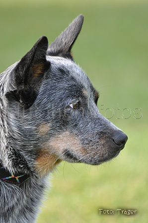 Australian Cattle Dog / Bild 21 von 24 / 15.05.2011 18:38 / DSC_3160.JPG