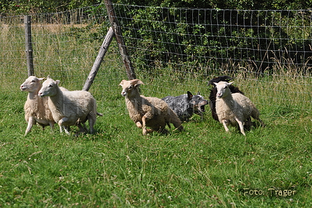 Australian Cattle Dog / Bild 12 von 24 / 19.07.2014 16:33 / DSC_5097.JPG