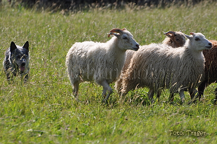 Australian Cattle Dog / Bild 5 von 24 / 19.07.2014 16:52 / DSC_5294.JPG