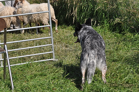 Australian Cattle Dog / Bild 4 von 24 / 19.07.2014 16:56 / DSC_5344.JPG