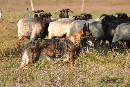 Deutscher Schäferhund / Bild 41 von 41 / 22.08.2015 09:48 / DSC_2774.JPG