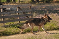 Deutscher Schäferhund / Bild 36 von 41 / 22.08.2015 10:05 / DSC_2942.JPG