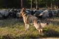 Deutscher Schäferhund / Bild 34 von 41 / 22.08.2015 10:06 / DSC_2994.JPG