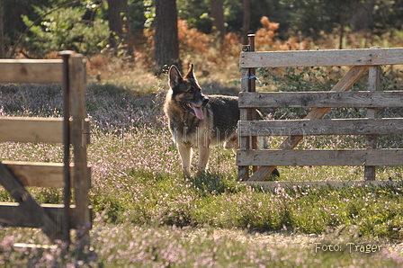 Deutscher Schäferhund / Bild 33 von 41 / 22.08.2015 10:16 / DSC_3079.JPG