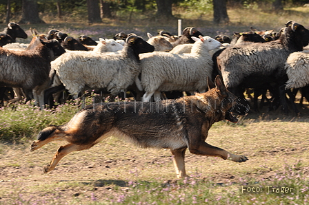 Deutscher Schäferhund / Bild 32 von 41 / 22.08.2015 10:16 / DSC_3081.JPG