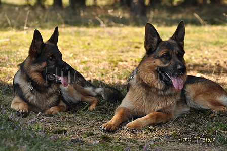 Deutscher Schäferhund / Bild 26 von 41 / 22.08.2015 14:10 / DSC_4140.JPG