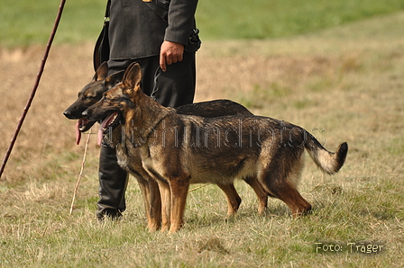 Deutscher Schäferhund / Bild 23 von 41 / 12.09.2015 14:52 / DSC_7655.JPG