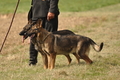 Deutscher Schäferhund / Bild 23 von 41 / 12.09.2015 14:52 / DSC_7655.JPG